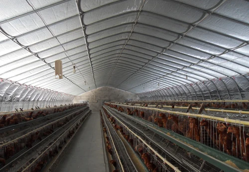 Prefab Steel Structure Chicken Poultry House